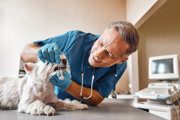 Best Cosmetic Emergency Dentistry in Ackley, IA